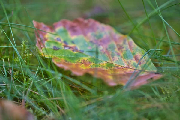Closeup Fallen Brown Leaf Grass — Stock Photo, Image