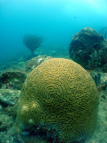 Uma Natureza Maravilhosa Debaixo Água Com Corais Cerebrais — Fotografia de Stock