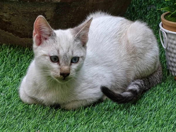 Gros Plan Chat Mignon Couché Plein Air — Photo