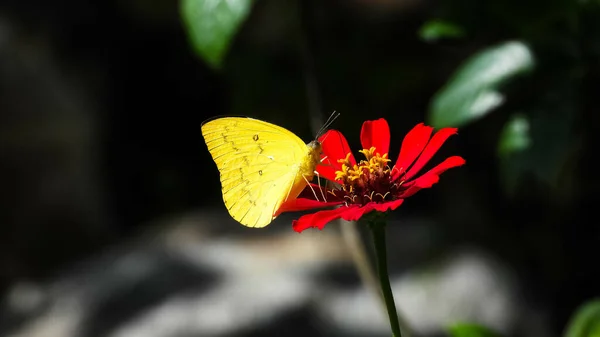 Primo Piano Una Farfalla Colias Erate Fiore Rosso Fiore — Foto Stock