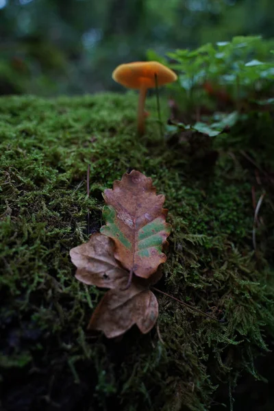 Hongo Naranja Que Crece Bosque —  Fotos de Stock