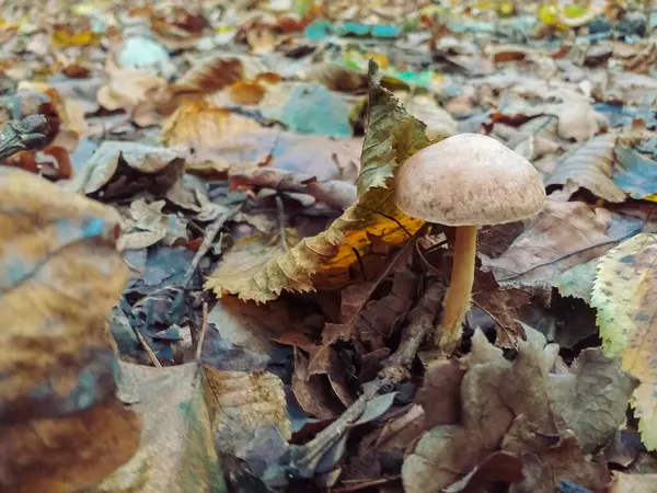 秋の紅葉の下で地面に生えている食用キノコのクローズアップショット — ストック写真