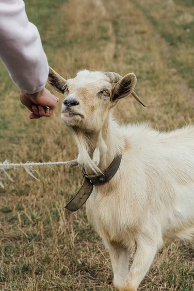 Una Hermosa Cabra Blanca Tomando Comida Humana Mientras Está Atada — Foto de Stock