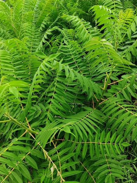 Vertical Shot Green Ferns — Stock Photo, Image