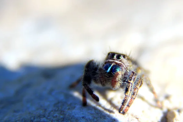 石の表面にサルティキダエとしても知られる飛び跳ねるクモのマクロショット — ストック写真
