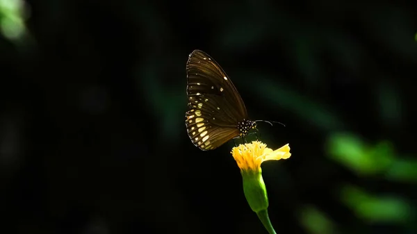 一只美丽的黑色蝴蝶 花朵上有黑色的翅膀 — 图库照片