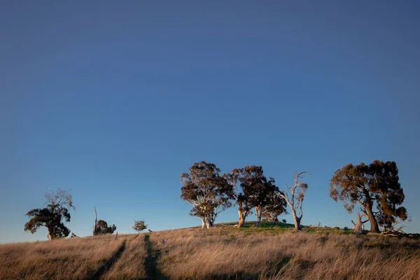 Een Prachtig Uitzicht Een Landschap Met Bomen Bij Zonsondergang — Stockfoto