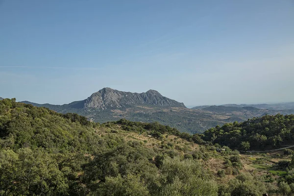 Beau Cliché Une Vue Naturelle Verdoyante Dans Grand Champ Une — Photo