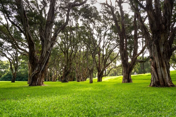 Bomen Gras Honderdjarig Park Sydney — Stockfoto