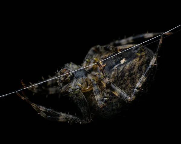 Μια Μακρο Φωτογραφία Μιας Αράχνης Μαύρο Φόντο — Φωτογραφία Αρχείου