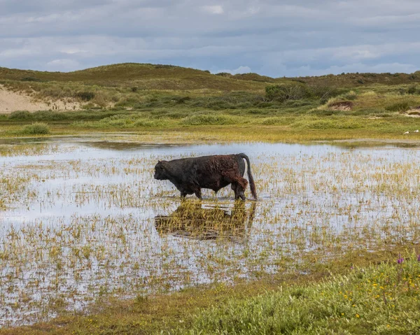 Bisonte Das Planícies Caminhar Água — Fotografia de Stock