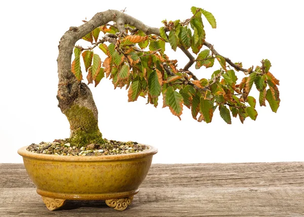 Hornbeam Carpinus Orientalis Bonsai Tree Ceramic Pot — Stock Photo, Image