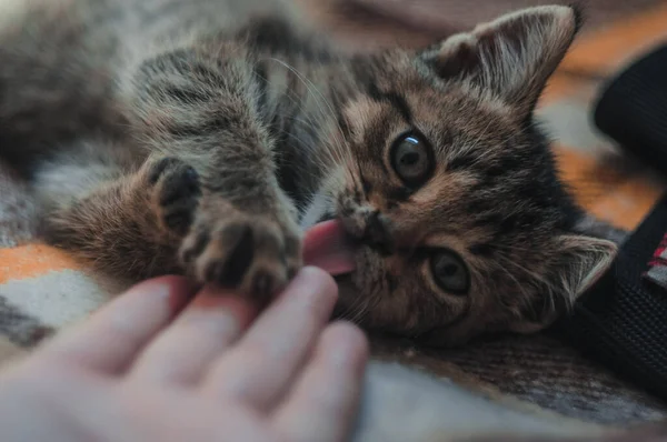 Little Fluffy Kitten Playing Human Hand — Stock Photo, Image