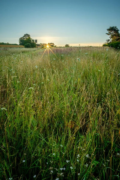 Una Hermosa Vista Del Campo Hierba Brillando Bajo Los Rayos — Foto de Stock