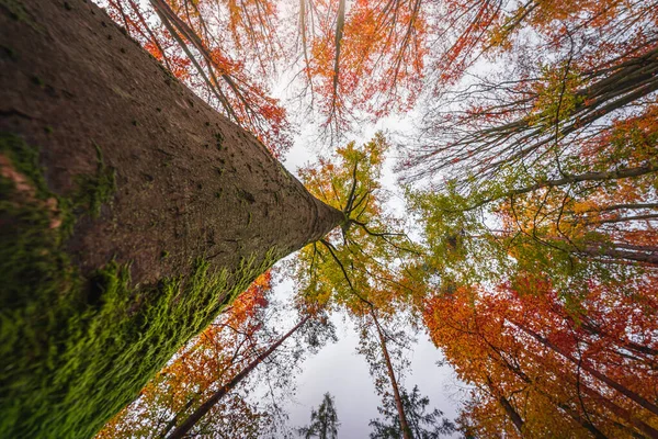 Een Prachtig Herfstlandschap Beierse Bossen Met Bomen Met Kleurrijke Bladeren — Stockfoto