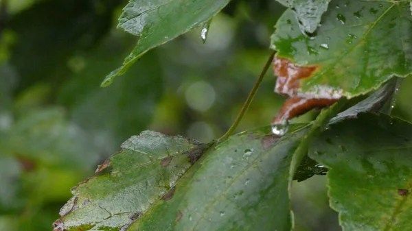 Closeup Shot Leaves Plant Raindrops — Stock Photo, Image