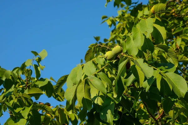 Tiro Baixo Ângulo Nozes Verdes Uma Árvore Verão — Fotografia de Stock