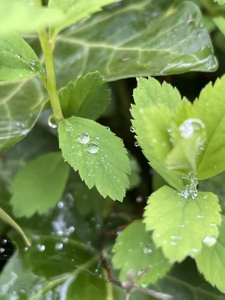 Selective Focus Shot Water Droplets Green Leaves — Stock Photo, Image