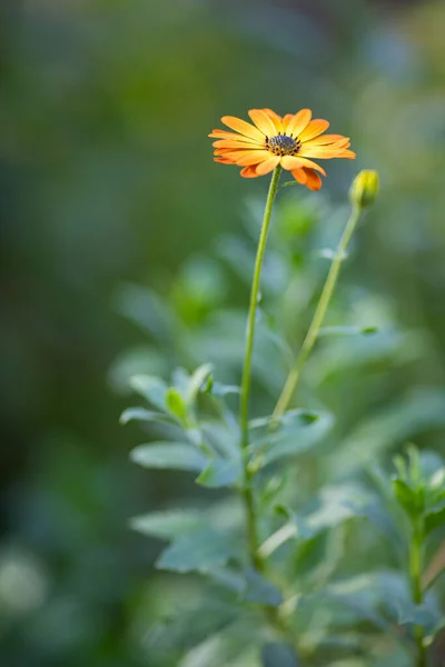 Vertical Shot Orange Calendula Green Background — Stock Photo, Image