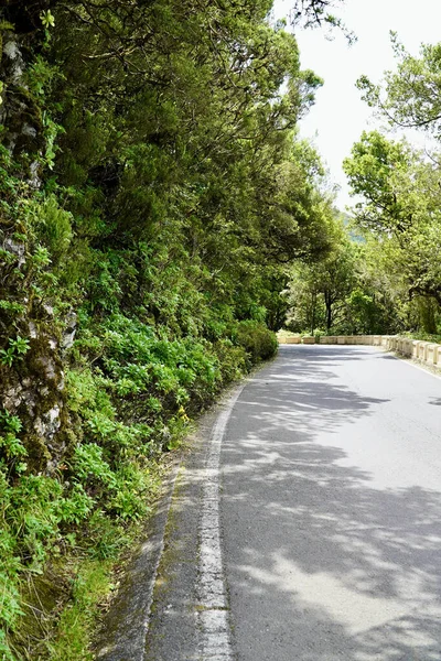 Una Hermosa Toma Camino Conduce Parque Verde — Foto de Stock