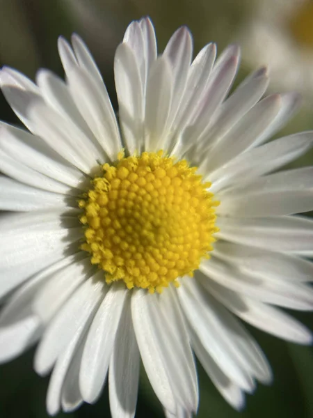Närbild Blommande Tusensköna Blomma Ängen — Stockfoto