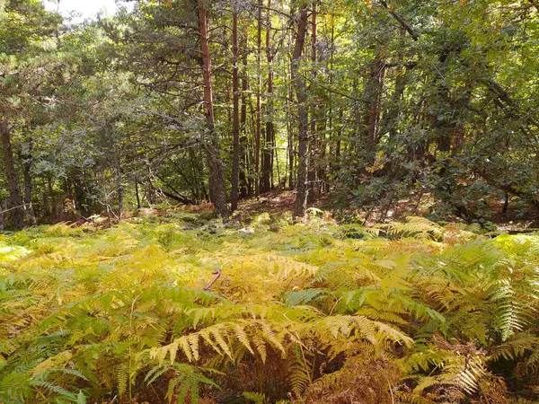 Gros Plan Fougères Poussant Dans Une Forêt — Photo