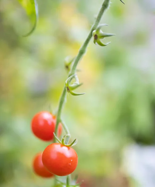 Plan Vertical Tomates Mûres Sur Jardin — Photo