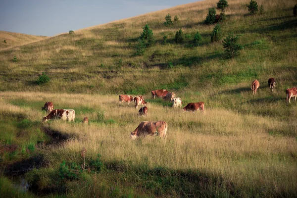 Корови Їдять Траву Сонячний День — стокове фото
