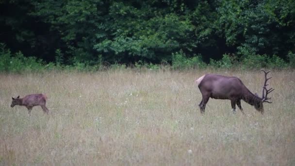 Hjort Fält Bakgrunden — Stockvideo