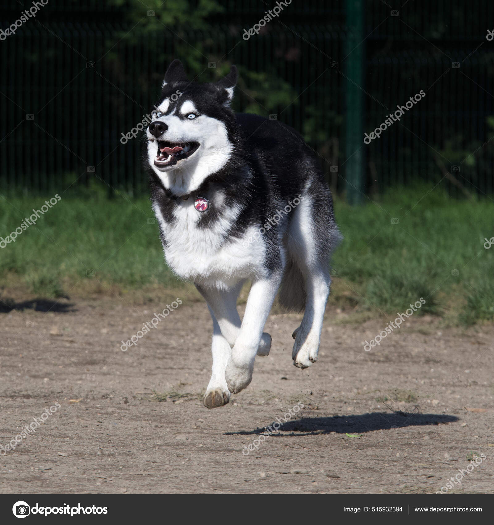 Husky top off leash