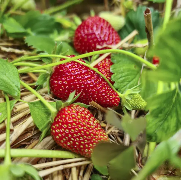 Beau Gros Plan Trois Fraises Fraîches Mûres Posées Sur Sol — Photo