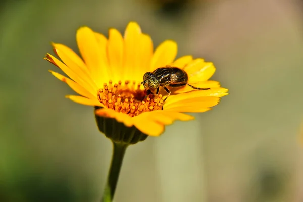 Egy Bogár Közelsége Egy Sárga Virágon — Stock Fotó