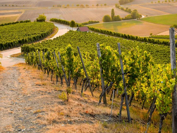 Uma Bela Vista Das Fileiras Vinhas Outono — Fotografia de Stock