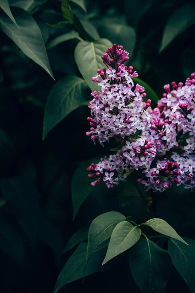 在花园里一帧美丽的紫丁香花的垂直特写 — 图库照片