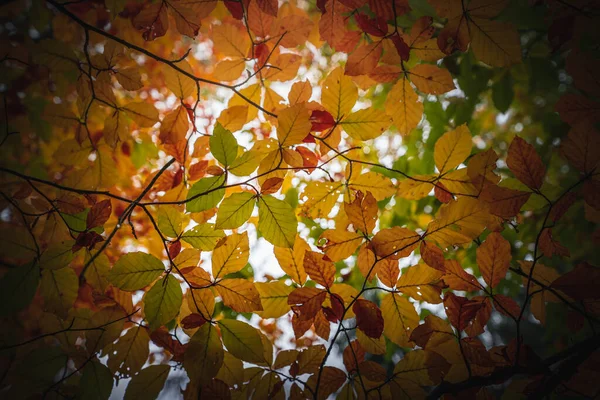 Hermoso Paisaje Otoñal Los Bosques Bávaros Con Árboles Con Hojas —  Fotos de Stock