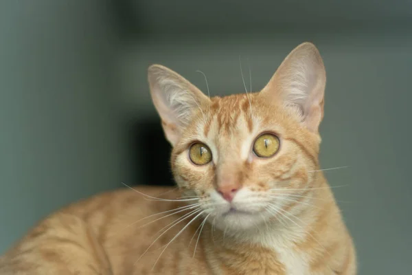 Retrato Belo Gato Gengibre Olhando Para Distância — Fotografia de Stock