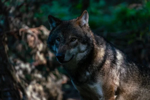 Een Dichtbij Shot Van Een Prachtige Wolf Loerende Een Woud — Stockfoto