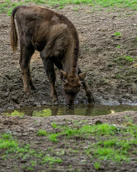 一头棕色小牛犊喝水的垂直镜头 — 图库照片