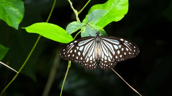 Piękny Granatowy Tygrys Motyl Roślinach — Zdjęcie stockowe