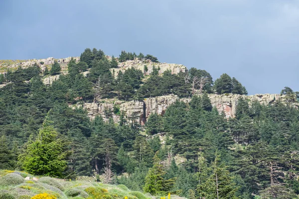 Scenic View Chelia National Park Atlas Cedar Forest Cedrus Atlantica — стокове фото