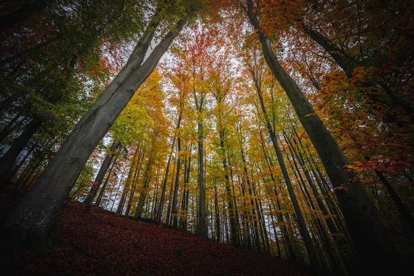 Vakkert Høstlandskap Bayersk Skog Med Fargerike Trær Tyskland – stockfoto
