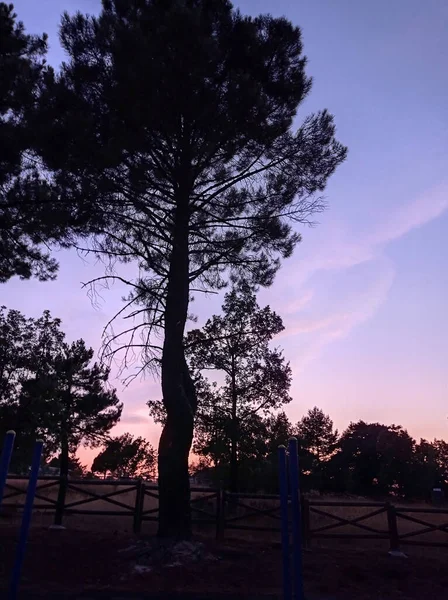Силуэт Деревьев Парке Закате — стоковое фото