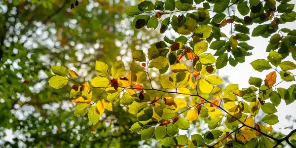 Μια Χαμηλή Γωνία Των Κίτρινων Φύλλων Ένα Δέντρο Φθινόπωρο — Φωτογραφία Αρχείου