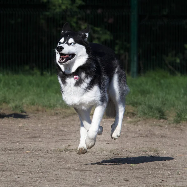 Hermosa Joven Husky Corriendo Parque Fuera Correa —  Fotos de Stock