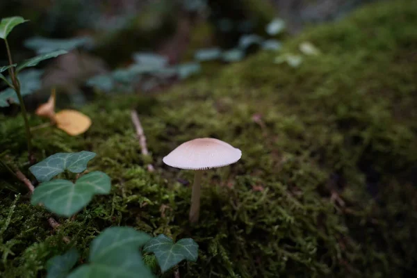 Champignon Porcelaine Poussant Dans Une Forêt — Photo