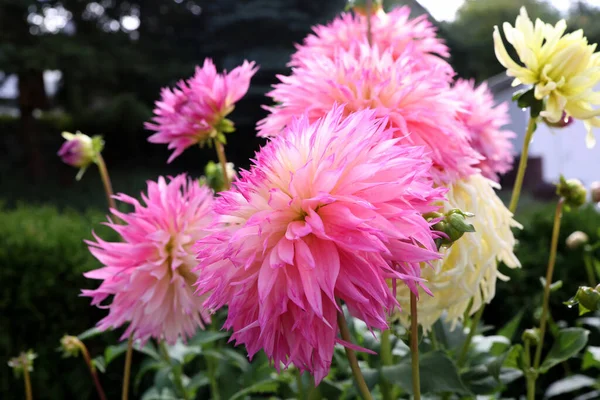 屋外で成長しているダリアの花のクローズアップショット — ストック写真