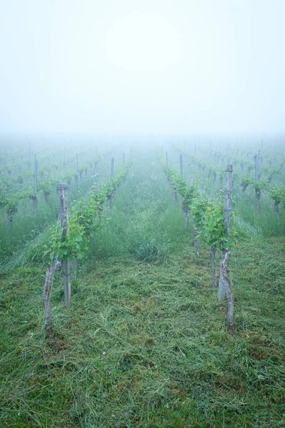 Прекрасний Вид Виноградник Вкритий Туманом Сільській Місцевості — стокове фото