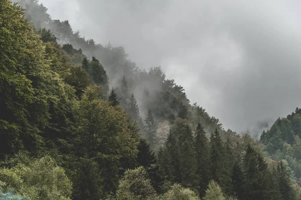 Una Splendida Vista Sulle Montagne Della Foresta Perso Nella Nebbia — Foto Stock