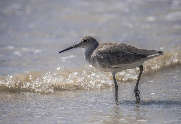 Gros Plan Oiseau Bécasseau Dans Eau — Photo