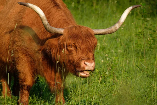 一头棕色的毛茸茸的盖洛威奶牛在草地上吃草 — 图库照片